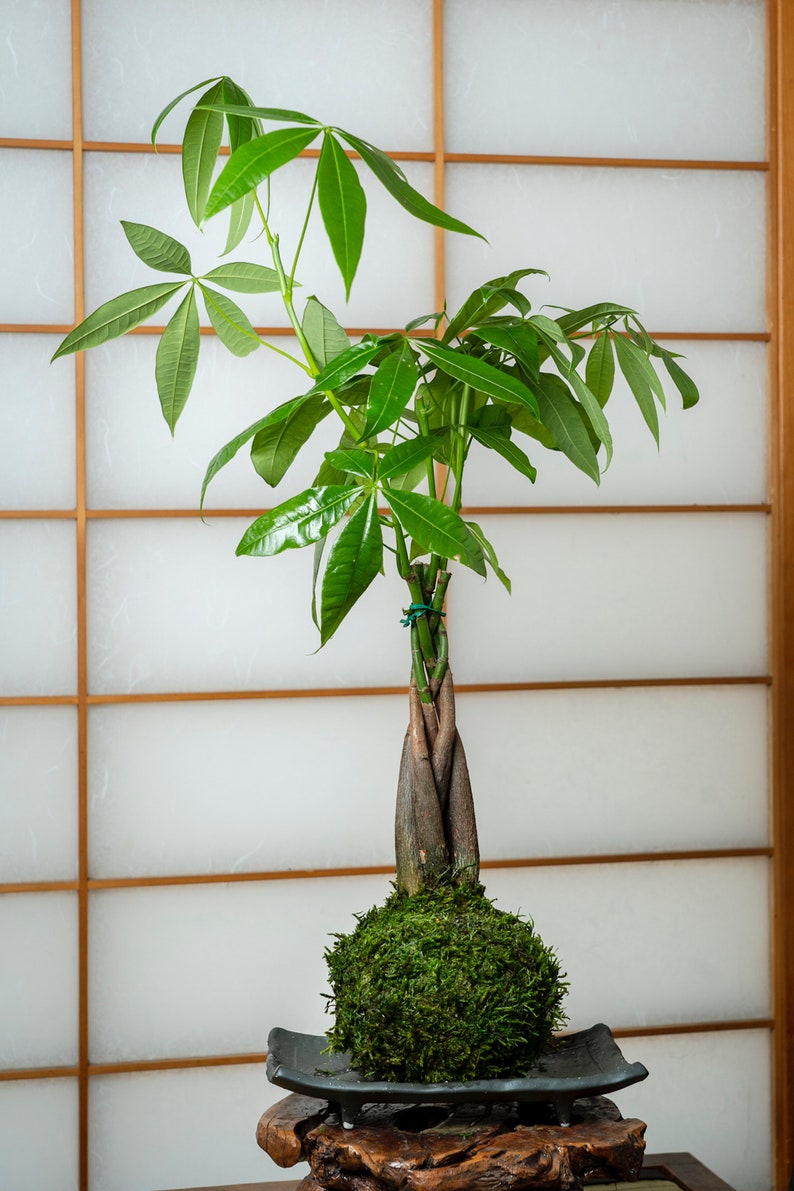 Money Tree Pachira Kokedama Moss ball Feng Sui Lucky Etsy