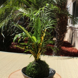 Parlor Palm and Croton arranged Kokedama Moss ball, Living Japanese art, spin off of Bonsai image 4
