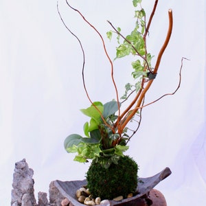 Puede incluir: Un kokedama, una bola de musgo japonesa, con musgo verde y plantas de hiedra, se muestra en un plato de cer&aacute;mica sobre un soporte de madera con tres patas. El soporte est&aacute; sobre una estera tejida marr&oacute;n. El kokedama est&aacute; rodeado de peque&ntilde;as piedras blancas.