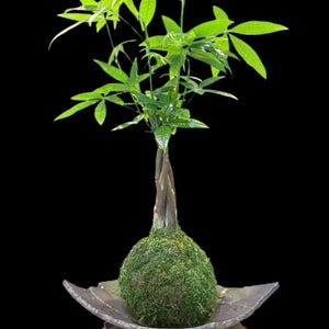 Money Tree, Pachira Kokedama - Last long ever green lucky plant. Moss ball, Feng Sui Lucky Plant, Bring you prosperity.