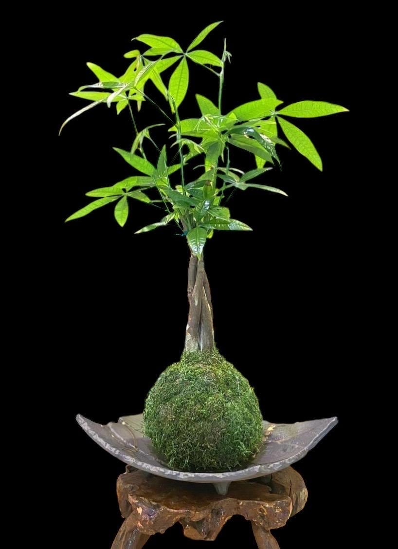 Money Tree, Pachira Kokedama - Last long ever green lucky plant. Moss ball, Feng Sui Lucky Plant, Bring you prosperity.