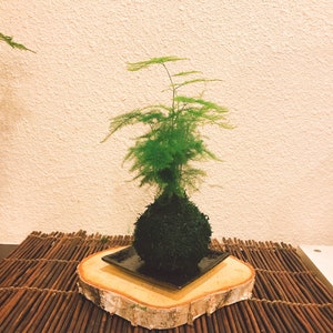 Small Asparagus fern Kokedama Bonsai Moss ball. Attractive herbaceous, lace-like foliage perennial plant. image 6