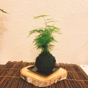 Pu&ograve; includere: Un bonsai verde in una palla di muschio, presentato su una piastra quadrata nera, posto su una fetta di legno. La pianta poggia su un tappetino di bastoncini marroni, su sfondo neutro.