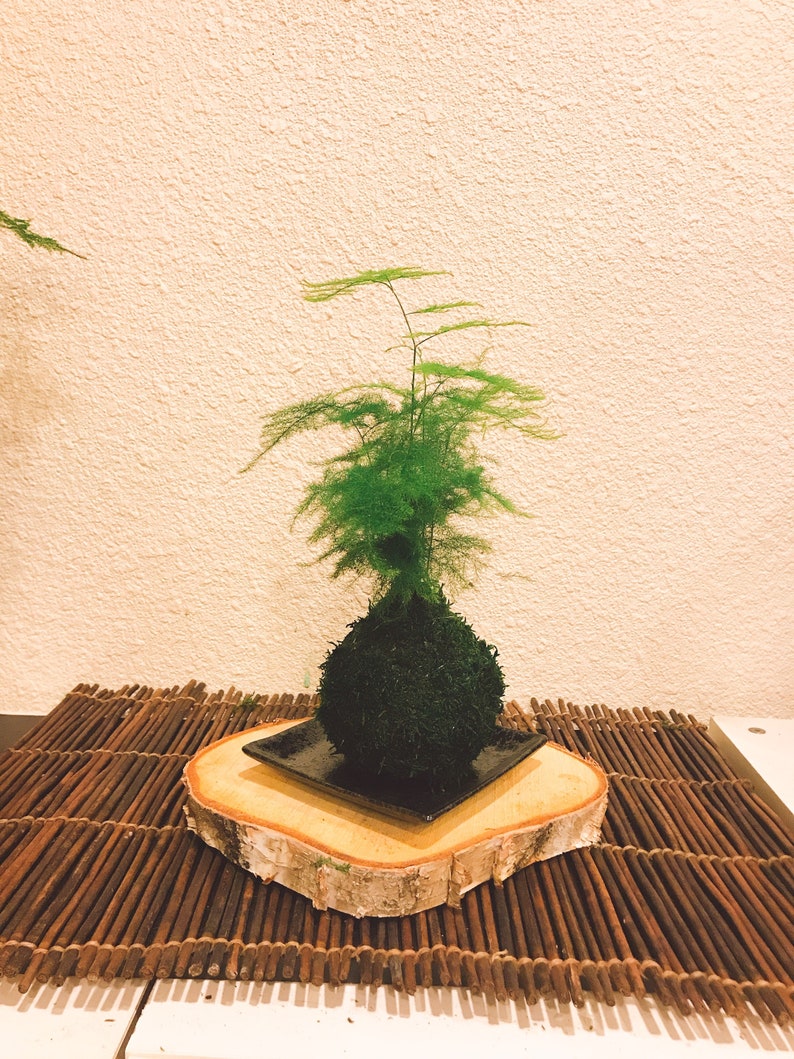 Small Asparagus fern Kokedama Bonsai Moss ball. Attractive herbaceous, lace-like foliage perennial plant. image 6
