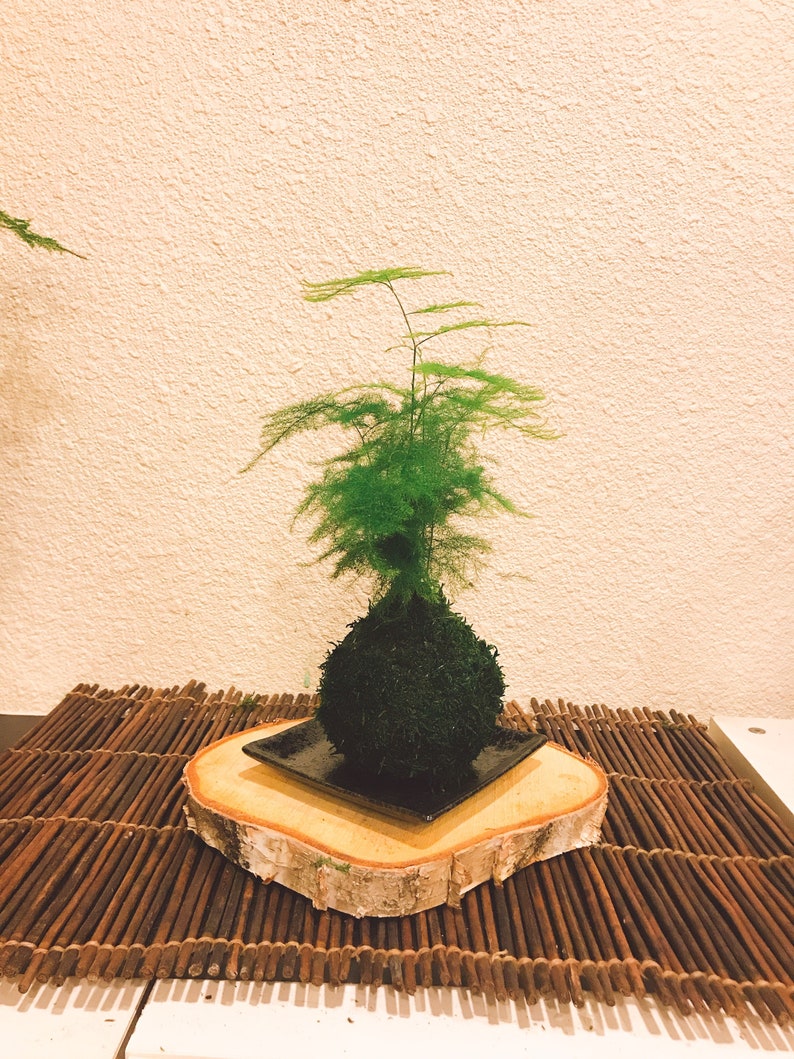 Pu&ograve; includere: Un bonsai verde in una palla di muschio, presentato su una piastra quadrata nera, posto su una fetta di legno. La pianta poggia su un tappetino di bastoncini marroni, su sfondo neutro.