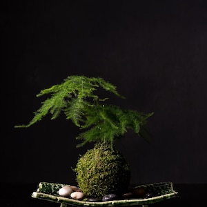 Small Asparagus fern Kokedama Bonsai Moss ball. Attractive herbaceous, lace-like foliage perennial plant. image 4