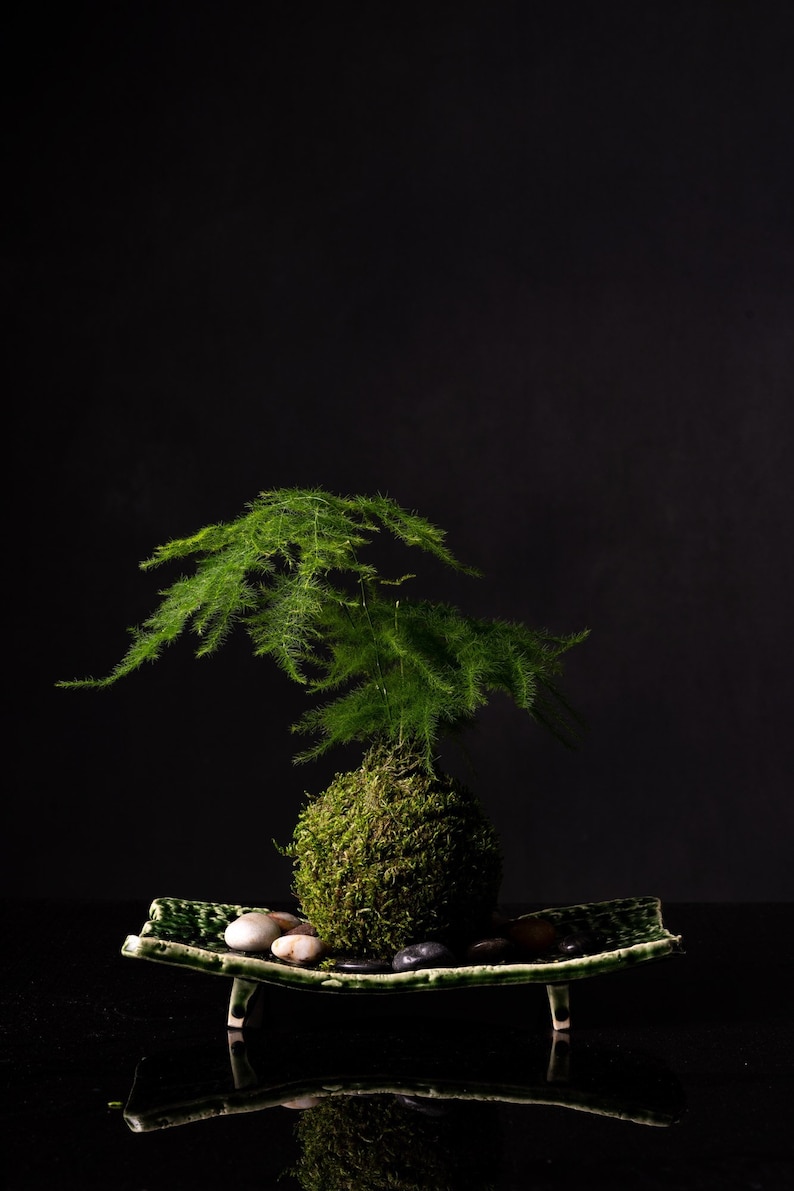 Pu&ograve; includere: Un Kokedama, pianta giapponese a palla di muschio, con una lussureggiante felce verde. La pianta &egrave; posizionata su un piatto rettangolare in ceramica verde, con piccole pietre. Lo sfondo &egrave; nero pieno, che mette in risalto il verde vibrante della pianta.