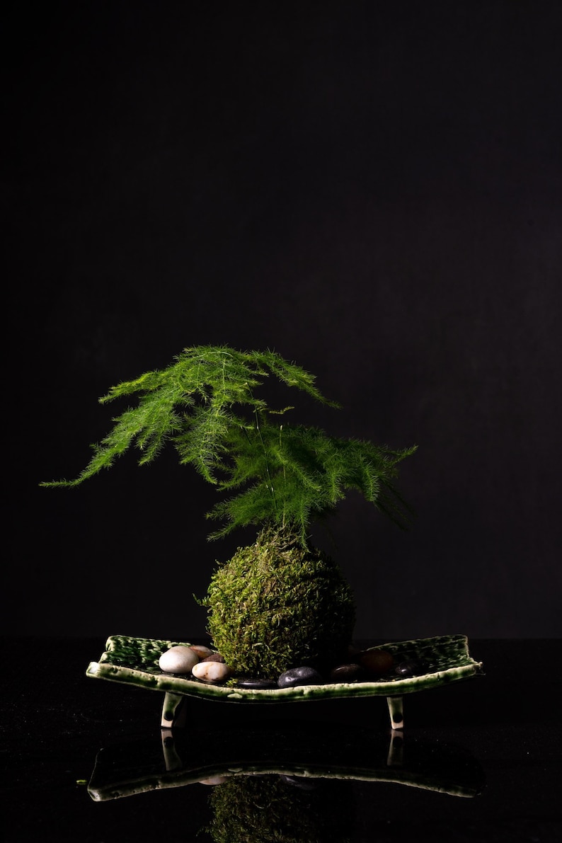 Small Asparagus fern Kokedama Bonsai Moss ball. Attractive herbaceous, lace-like foliage perennial plant. image 4