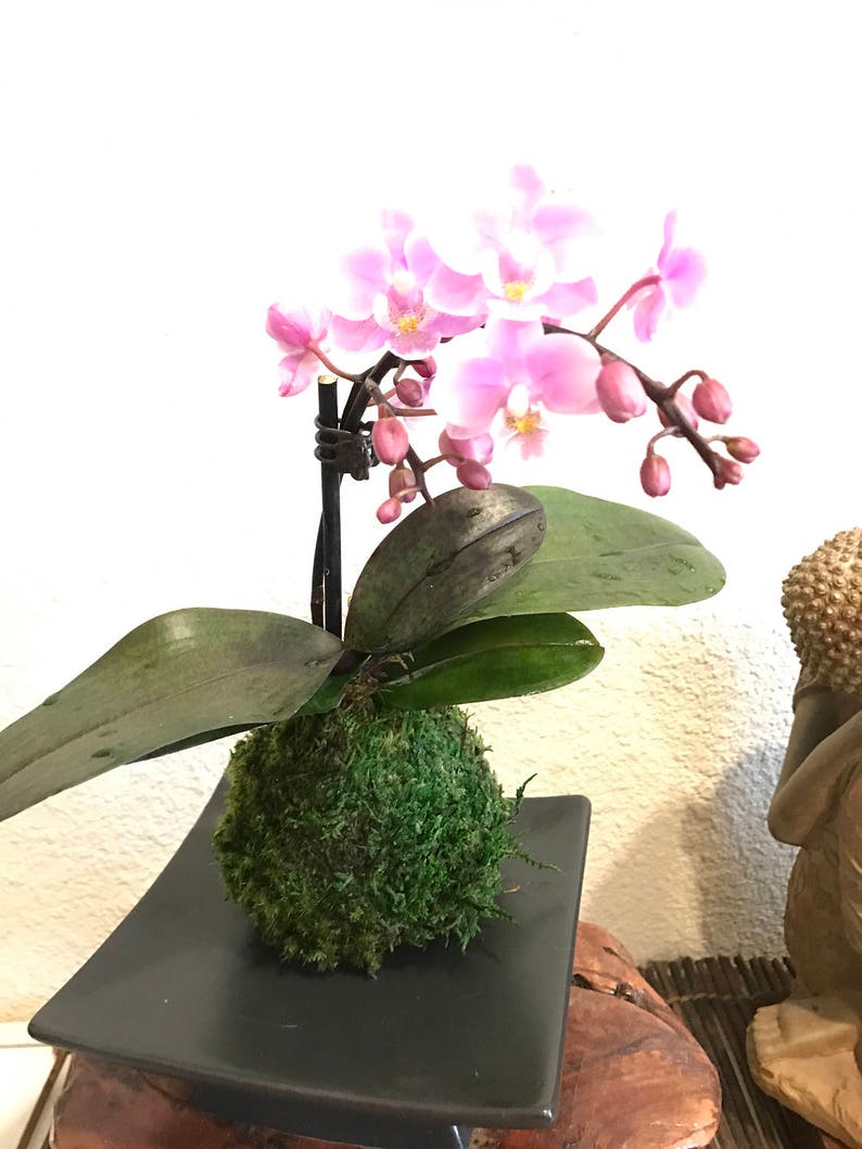 Kokedama Pink Great gift idea for Mother/'s day! Moss ball with beautiful mini orchid