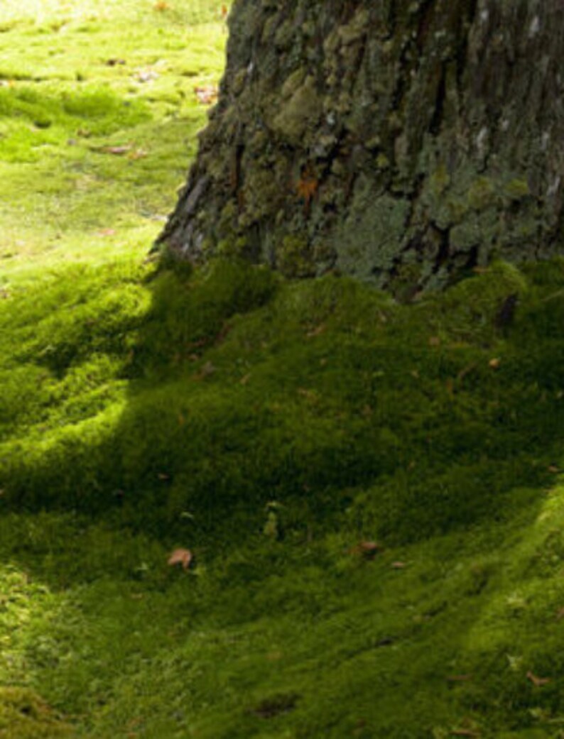 Kyoto Moss Spore for the Arts of Kokedama Bonsai Saikei & Etsy