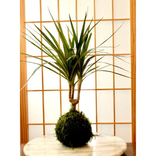 Calathea Pin Stripped Ornata Eye-catching Plant Kokedama Bonsai Moss Ball  House Decor With Japanese Technique Plants 