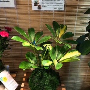 Puede incluir: Una planta kokedama con hojas verdes vibrantes y bordes amarillos. La planta se asienta sobre una bola cubierta de musgo, exhibida en una plataforma de madera. El fondo presenta una persiana de bamb&uacute; y un letrero con texto japon&eacute;s.