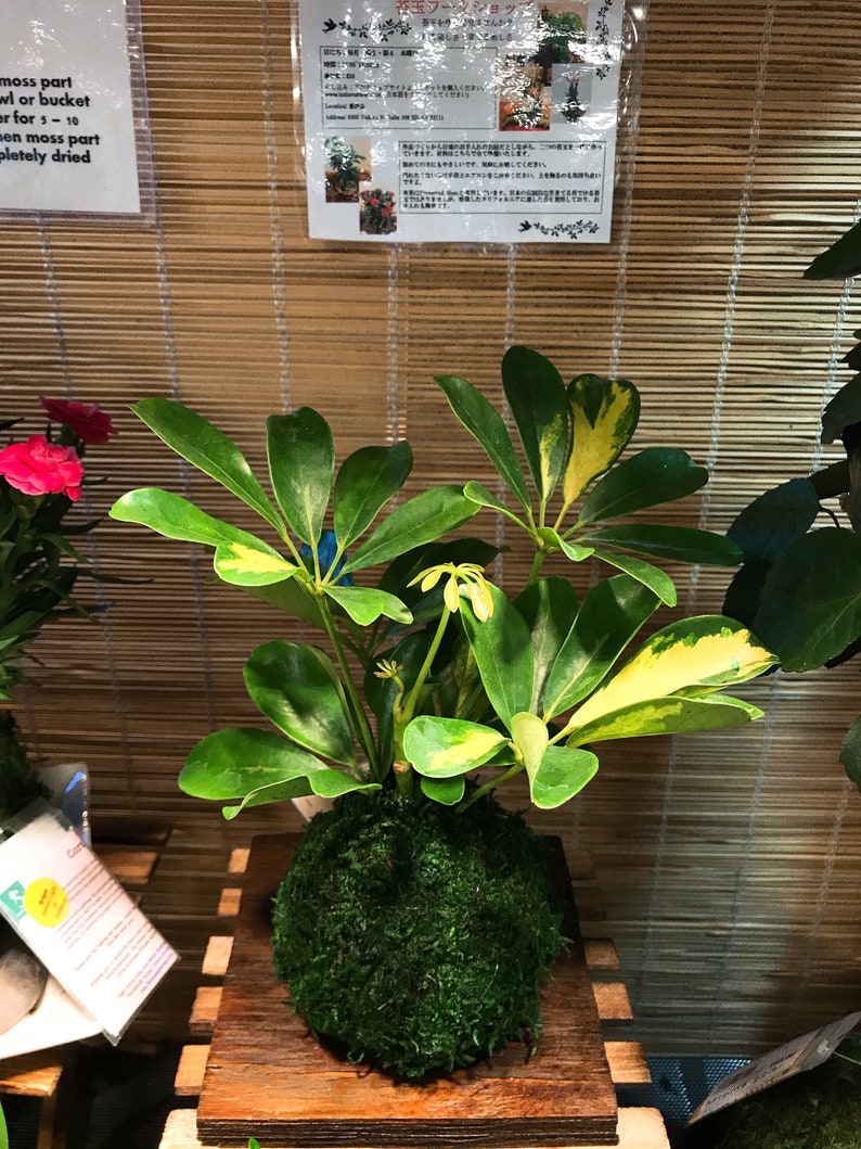 Puede incluir: Una planta kokedama con hojas verdes vibrantes y bordes amarillos. La planta se asienta sobre una bola cubierta de musgo, exhibida en una plataforma de madera. El fondo presenta una persiana de bamb&uacute; y un letrero con texto japon&eacute;s.