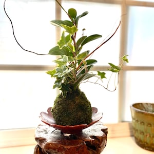 Puede incluir: Una bola de musgo verde en un plato de cer&aacute;mica marr&oacute;n con una planta verde de hojas que crece fuera de ella. La planta est&aacute; sobre un soporte de madera con un acabado marr&oacute;n.