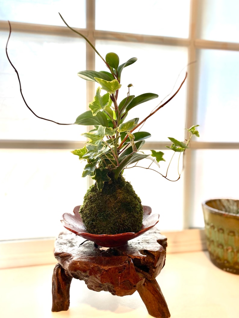 Puede incluir: Una bola de musgo verde en un plato de cer&aacute;mica marr&oacute;n con una planta verde de hojas que crece fuera de ella. La planta est&aacute; sobre un soporte de madera con un acabado marr&oacute;n.