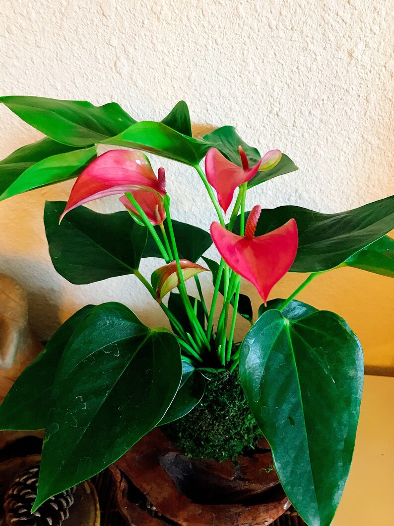 KodamaForest Anthurium Kokedama - Thumbnail 3