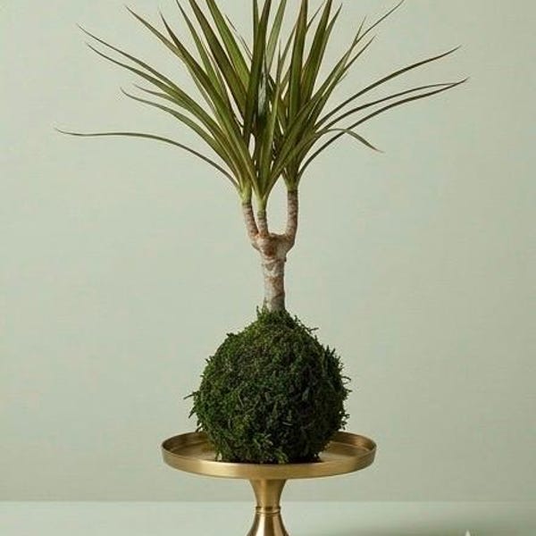 Dracaena Marginata Kokedama - Popular plant- last long. Low light is ok! Good indoor plant.