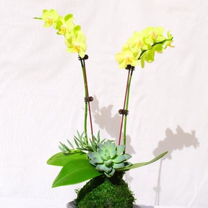 Kokedama Pink Great gift idea for Mother/'s day! Moss ball with beautiful mini orchid