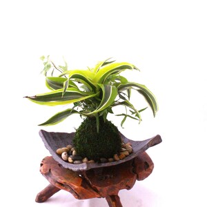 Arranged Kokedama with Lemon Lime Warneckii Dracaena and Ivy Kokedama, Japanese botanical art image 2