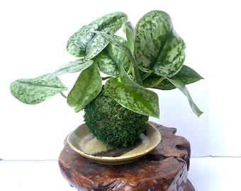Silver Pothos Kokedama - Moss ball - Japanese Living Art