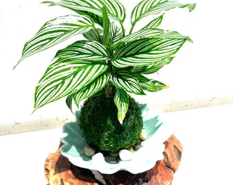 Calathea 'Vittata' Kokedama - Bonsai Moss ball - Japanese house plant decoration