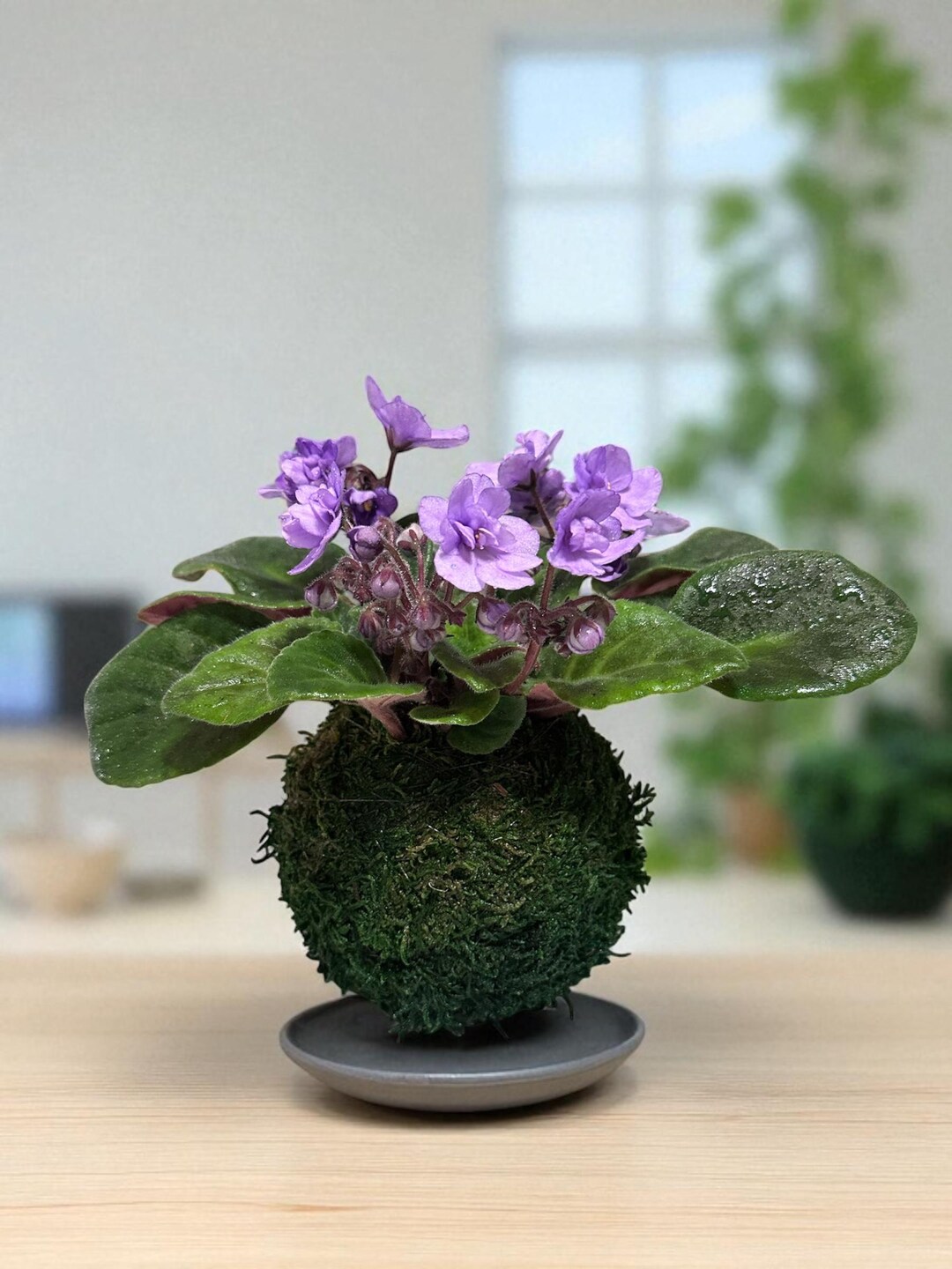 African Violet Kokedama - Moss Ball, Purple African Violet! Keep