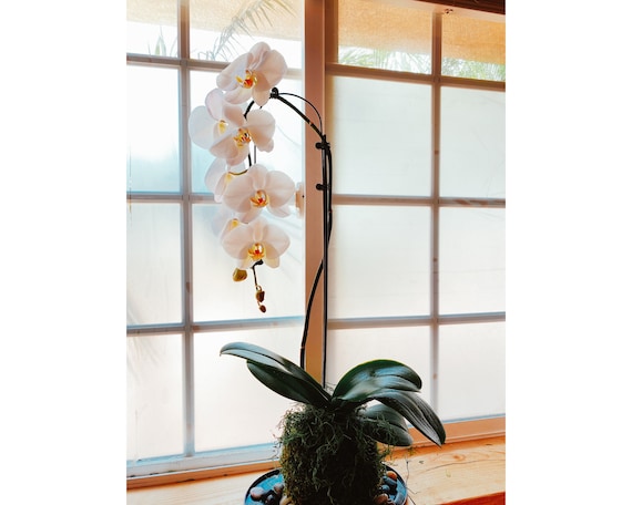 White Orchid Kokedama Ikebana Taste, Moss Ball With Beautiful