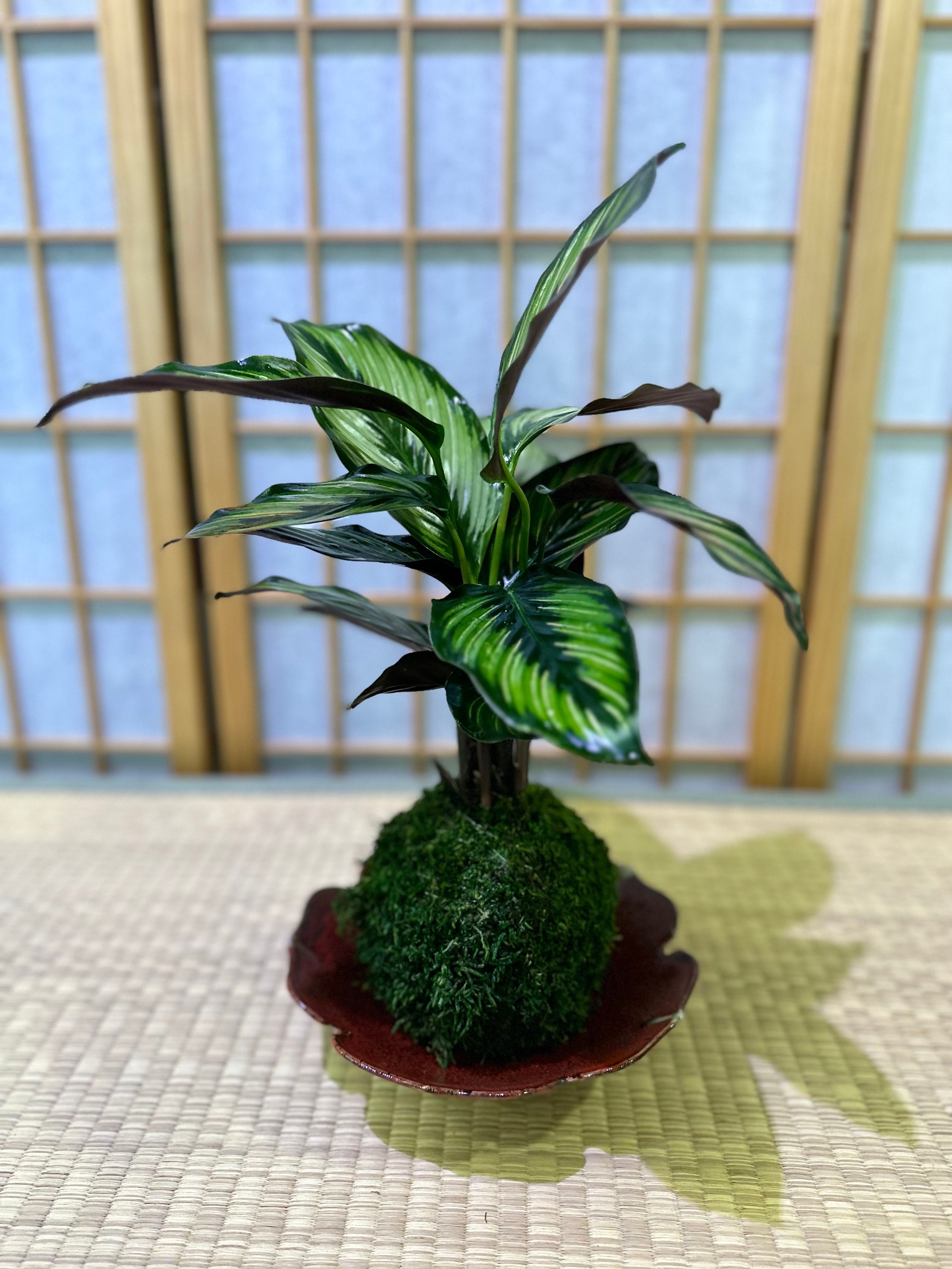 Calathea Pin Stripped Ornata Eye-catching Plant Kokedama Bonsai Moss Ball  House Decor With Japanese Technique Plants 