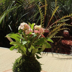 May include: A green moss ball with pink and white flowers in a small pot. The moss ball is sitting on a black slate tile on a wooden surface.