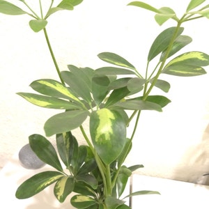 Puede incluir: Primer plano de una peque&ntilde;a planta en maceta con hojas verdes y amarillas abigarradas. La planta est&aacute; en una maceta cuadrada negra con una base cubierta de musgo. Las hojas son de un verde vibrante con detalles amarillos.