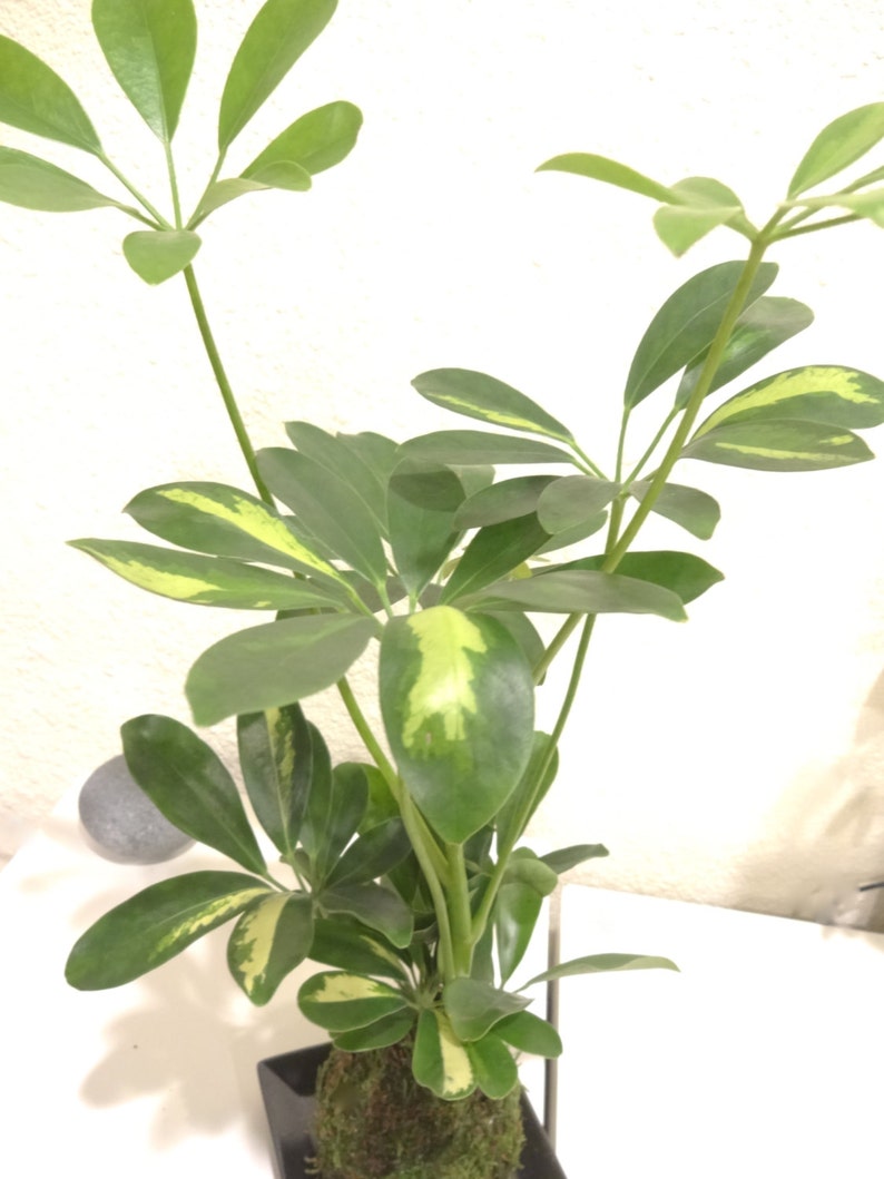 Puede incluir: Primer plano de una peque&ntilde;a planta en maceta con hojas verdes y amarillas abigarradas. La planta est&aacute; en una maceta cuadrada negra con una base cubierta de musgo. Las hojas son de un verde vibrante con detalles amarillos.