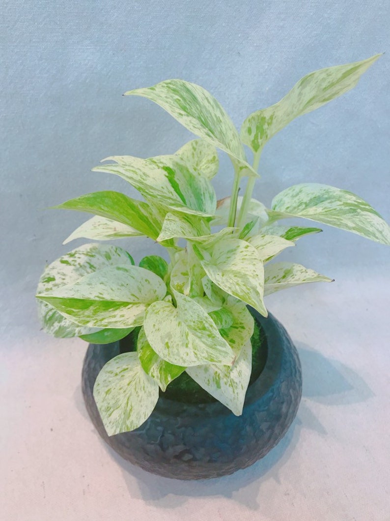 KodamaForest Marble Queen Pothos Kokedama - Thumbnail 5