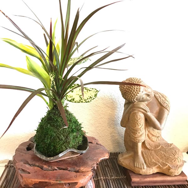 Dracaena Marginata con crotón Kokedama, ¡Lleva tranquilidad a tu casa u oficina!