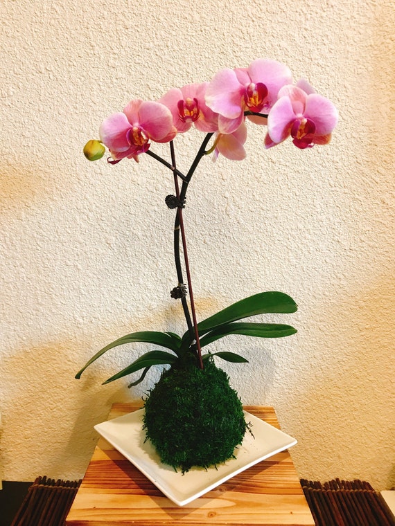 Kokedama Pink Great gift idea for Mother/'s day! Moss ball with beautiful mini orchid