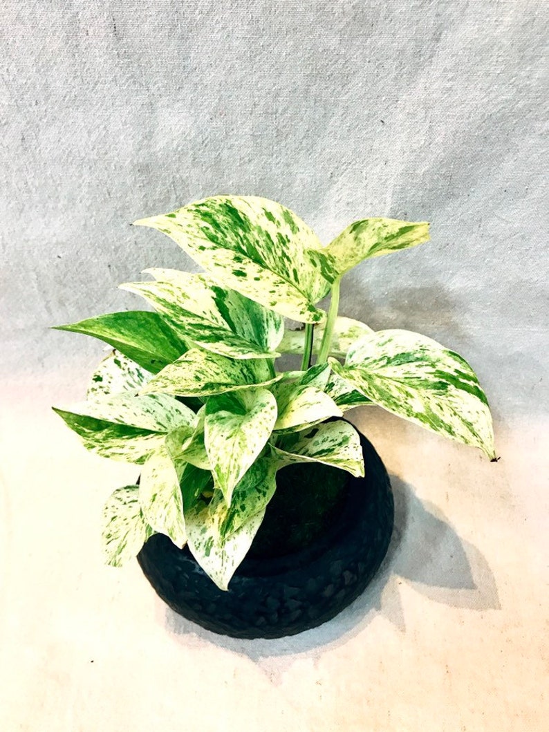 KodamaForest Marble Queen Pothos Kokedama - Thumbnail 4