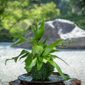 Japanese traditional indoor garden technique - Kokedama - Moss ball with Staghorn