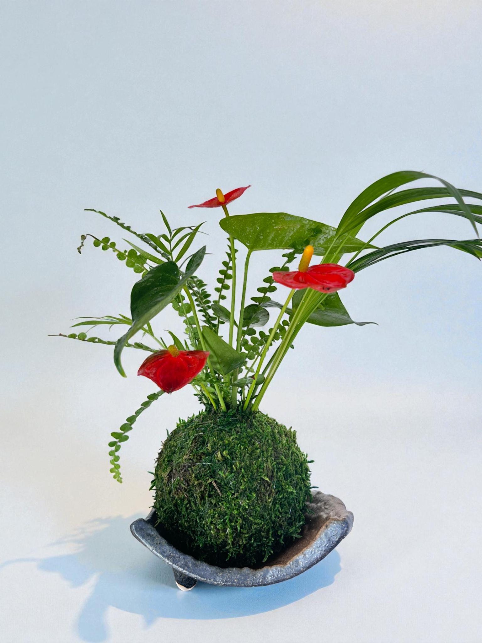 Arranged Anthurium Ikebana Style With Maya Palm or Parlor Palm and