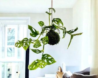 Monstera colgante, kokedama de planta de queso suizo: su diseño de hojas único combina con cualquier interior. ¡Una planta de interior fuerte y estupenda!
