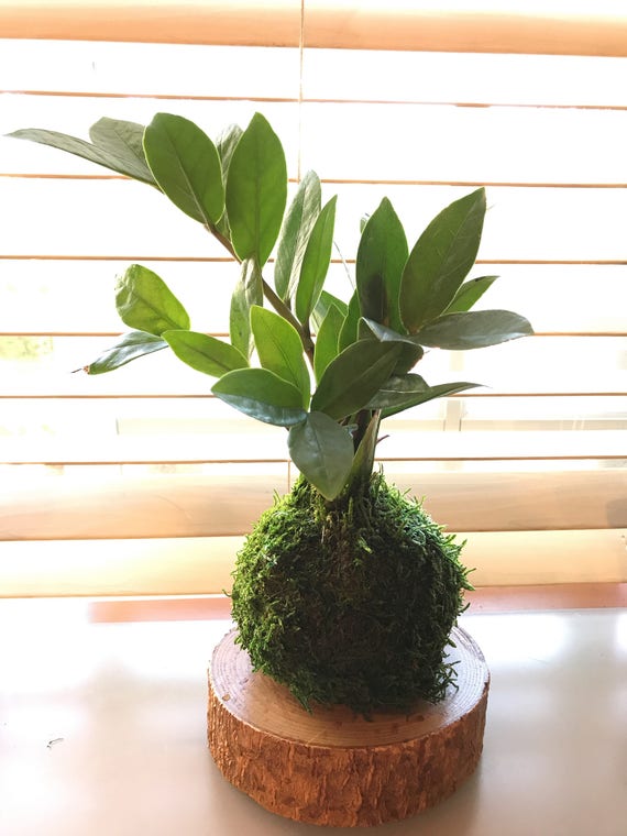 Zee Zee plant Kokedama Moss ball easy care last long Etsy