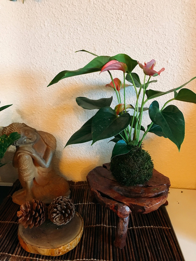 KodamaForest Anthurium Kokedama - Thumbnail 5