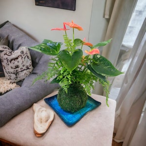 Medium - Anthurium and Fern kokedama -- Bonsai Moss ball -  house decor with Japanese technique plants!