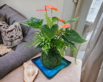 Medium - Anthurium and Fern kokedama -- Bonsai Moss ball -  house decor with Japanese technique plants!