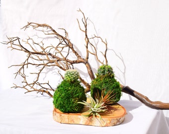 Cactus Kokedama - Japanese Living Art - Moss ball