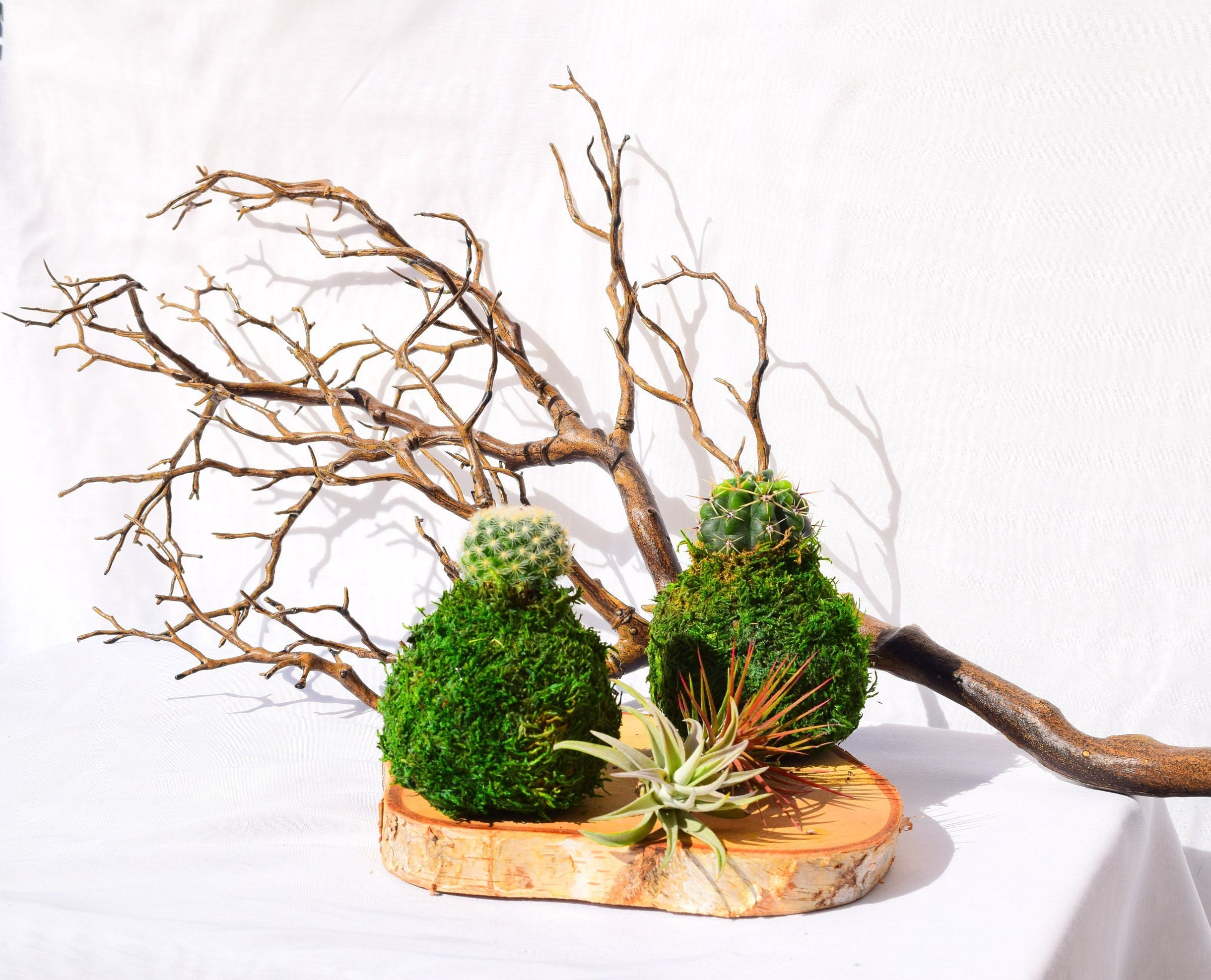 Calathea Pin Stripped Ornata Eye-catching Plant Kokedama Bonsai Moss Ball  House Decor With Japanese Technique Plants 