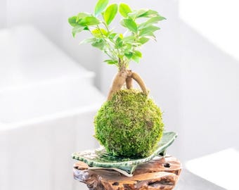 Banyan tree (Ginseng Ficus) Kokedama - Tree that bring happiness! Feel the forest, easy maintenance!