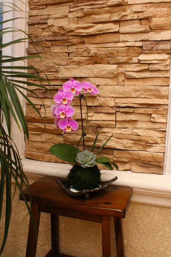 Kokedama Pink Great gift idea for Mother/'s day! Moss ball with beautiful mini orchid