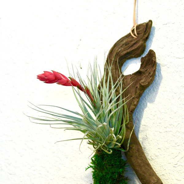 Air plant Tillandsia with Driftwood from the majestic shores of the pacific northwest