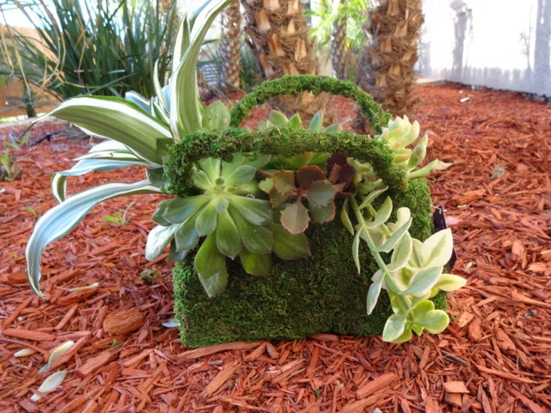Deco Purse Fresh Green Moss Basket Create Your Own Moss Etsy