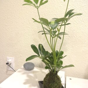 Puede incluir: Una planta kokedama con hojas verdes vibrantes y una bola de ra&iacute;z cubierta de musgo, presentada en un peque&ntilde;o plato cuadrado negro. Una piedra gris lisa se encuentra cerca sobre una superficie blanca.