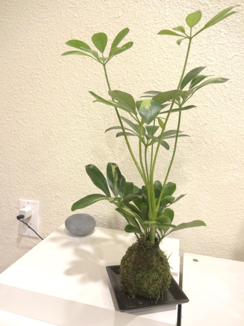 Puede incluir: Una planta kokedama con hojas verdes vibrantes y una bola de ra&iacute;z cubierta de musgo, presentada en un peque&ntilde;o plato cuadrado negro. Una piedra gris lisa se encuentra cerca sobre una superficie blanca.